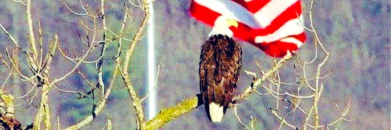 SovereignSoldier🇺🇲🇺🇲's banner
