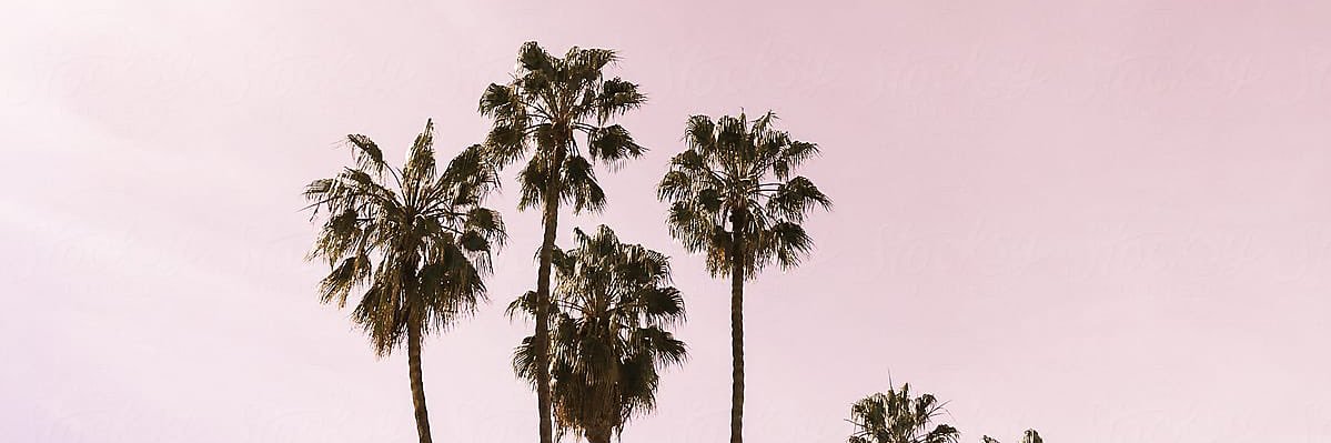Janie DeCarlo's banner