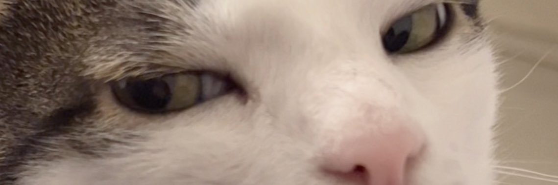 Crunchycat Luna's banner