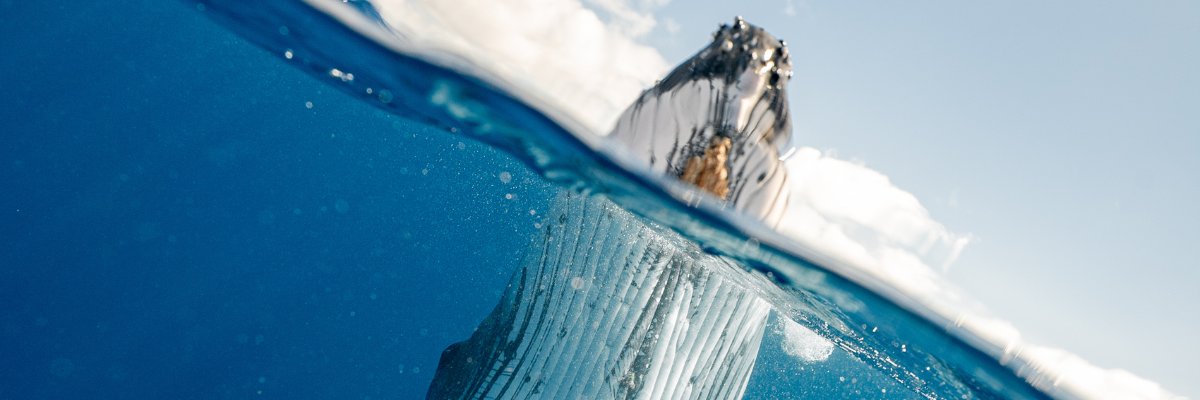 Whale Daily's banner