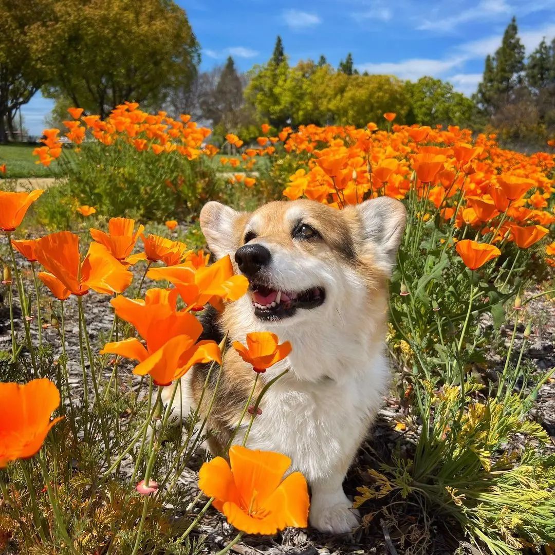 Corgidogs lovers's banner