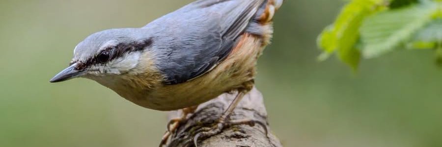 Somerset Wildlife Trust's banner