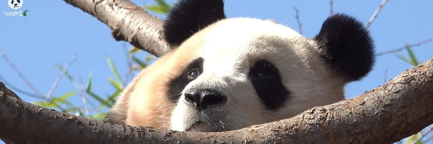 panda小美's banner