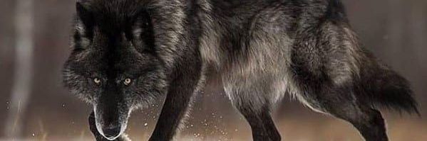 Save Our Wolves's banner