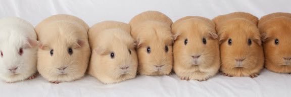 Guinea Pig's banner