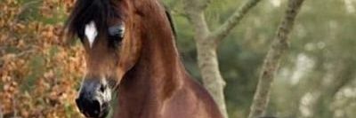 Eman🇯🇴's banner