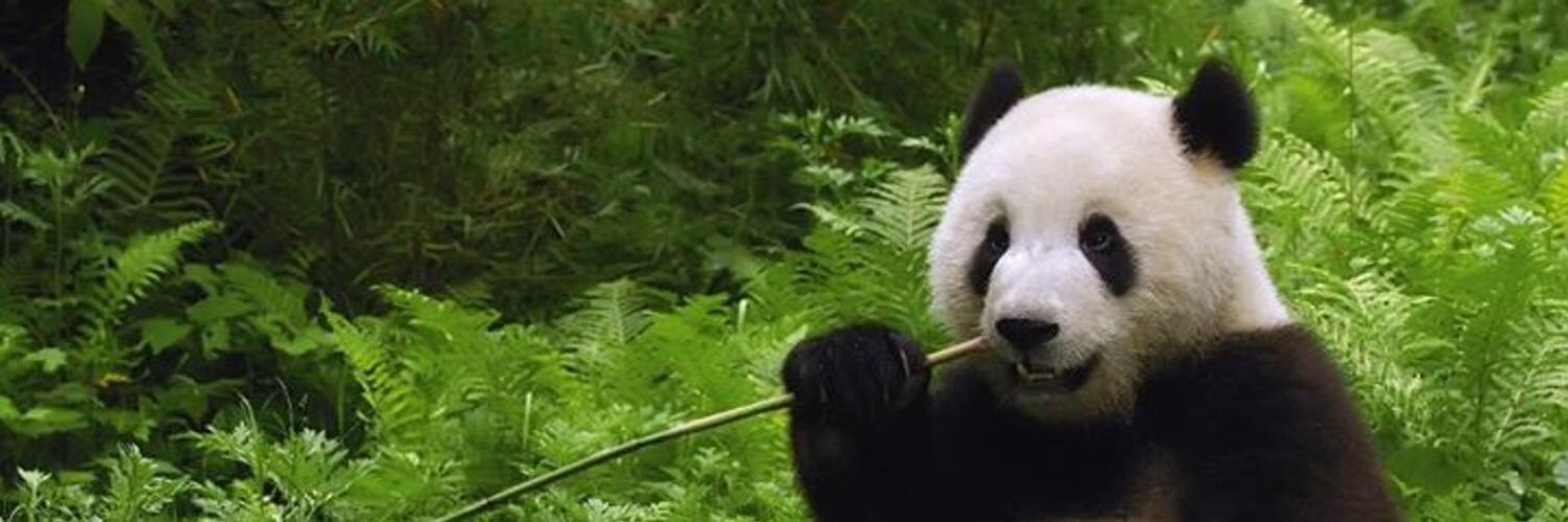 Adam Rifkin 🐼🌻's banner