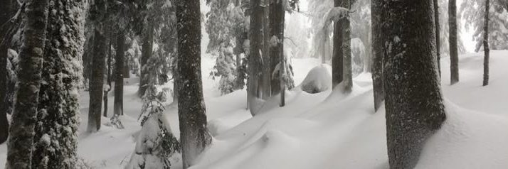 NICKEL's banner