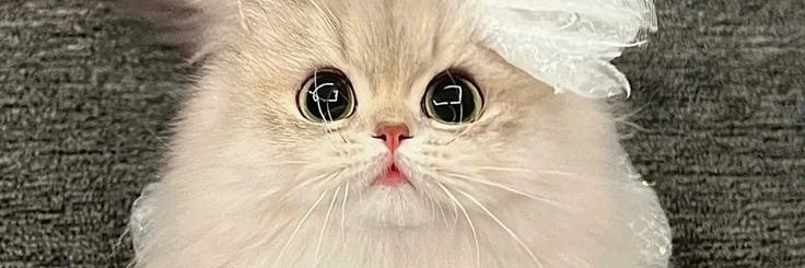 AnimalTweets's banner