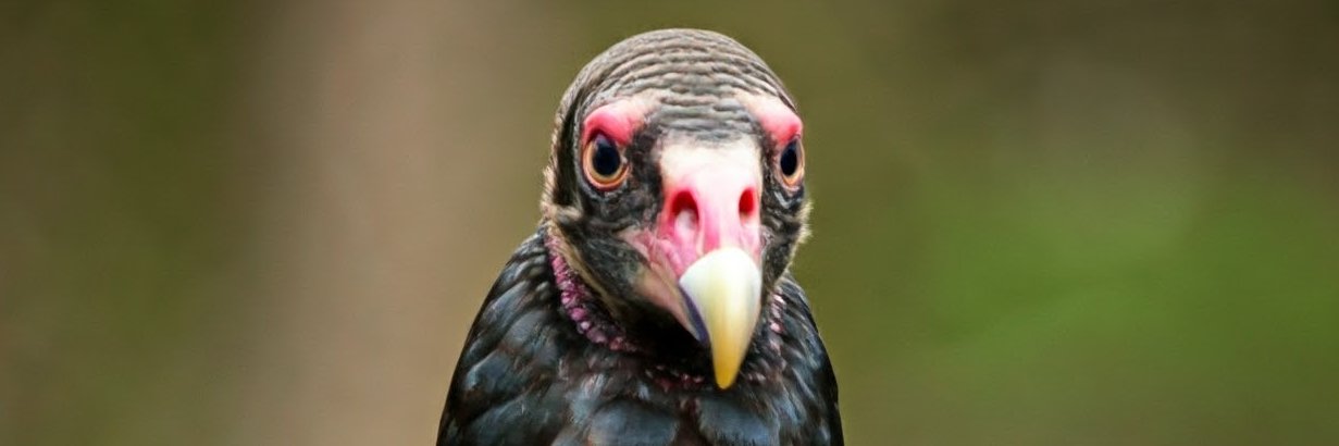Dutty Johncrow's banner
