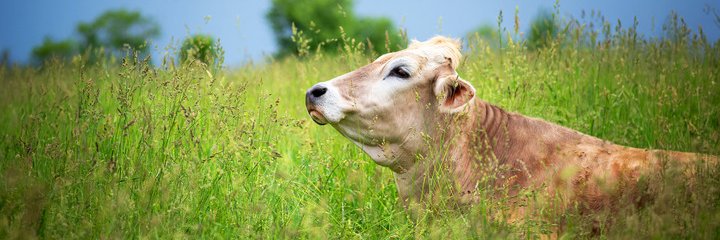 Farm Sanctuary's banner