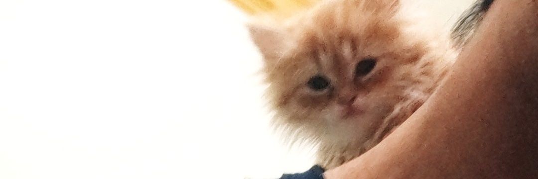 Cato🐈's banner