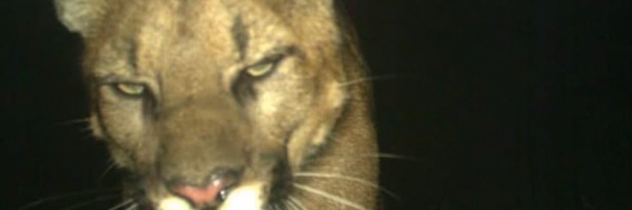 lottie 🐆's banner