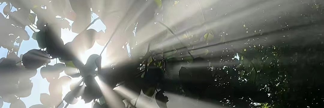 梨梨梨's banner