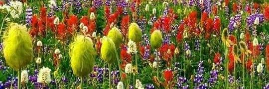S S K🌹🌼🌹's banner