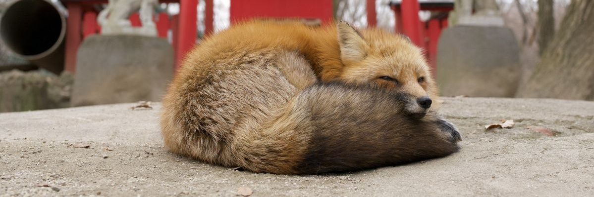 🍁 𝓣𝓱𝓮 𝓕𝓸𝔁 𝓛𝓲𝓯𝓮 🌾🦊's banner