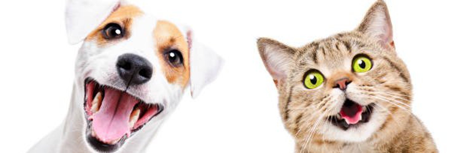jadenep daily's banner