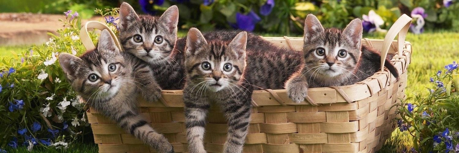 FUNNY ANIMALS (TQT)'s banner