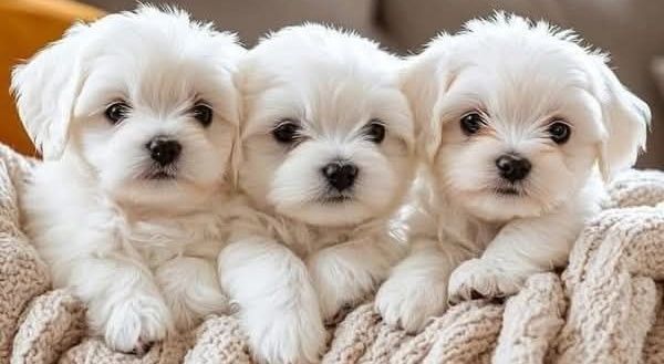 puppies's banner