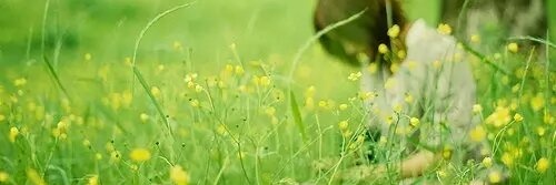 喜欢的红萝卜呀🐥's banner