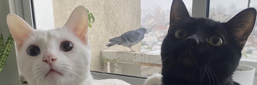 どぶねこさぶ's banner
