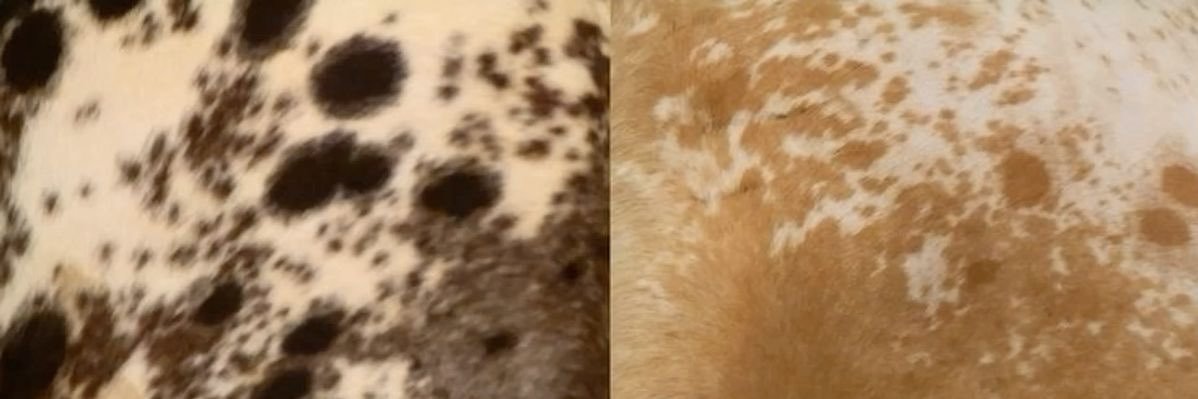 evan's banner