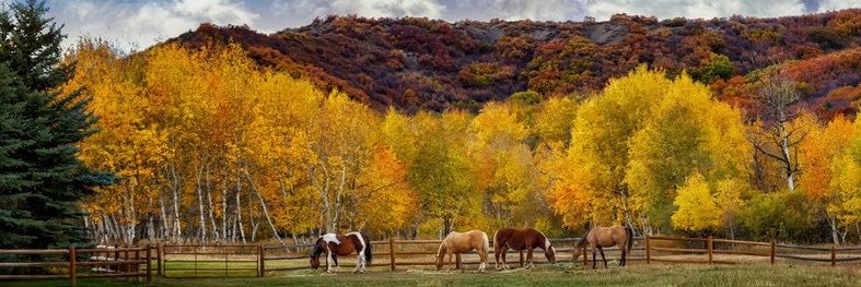 horse's banner
