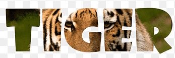 ‏🐯 Tiger🐯's banner
