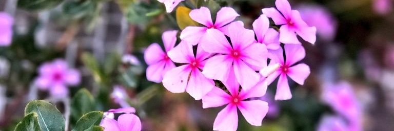 EBRUNELLA🌸🌸🌸's banner