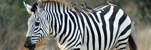 Afro_nature's banner