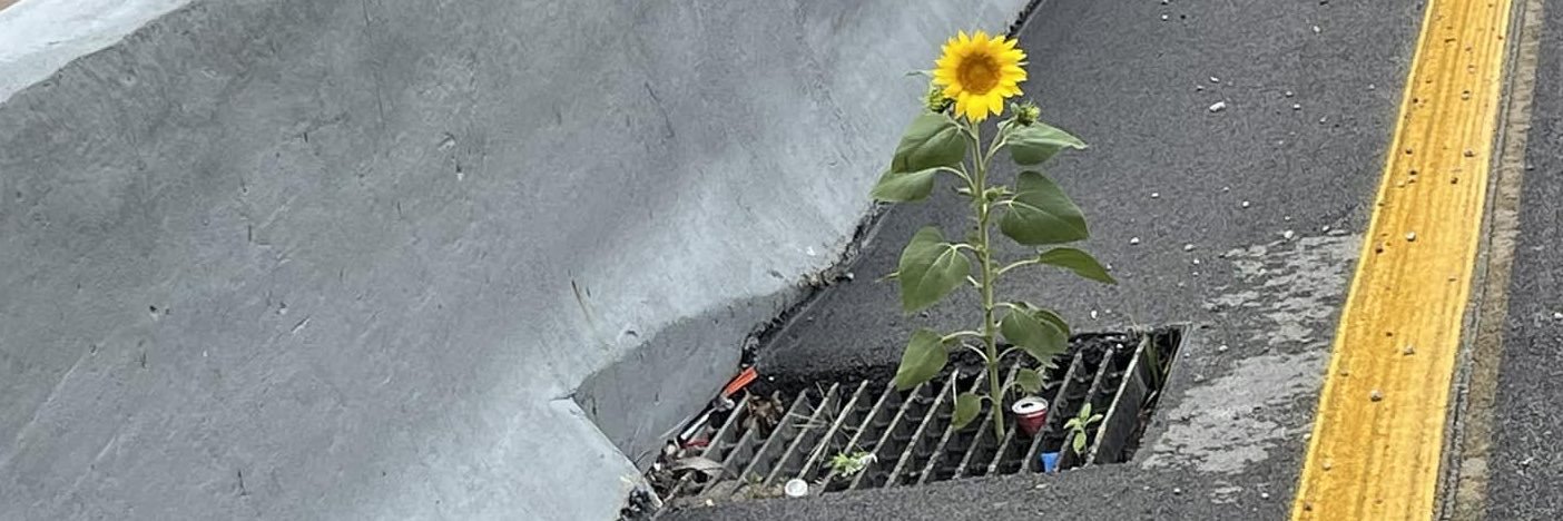 Mollie8119's banner