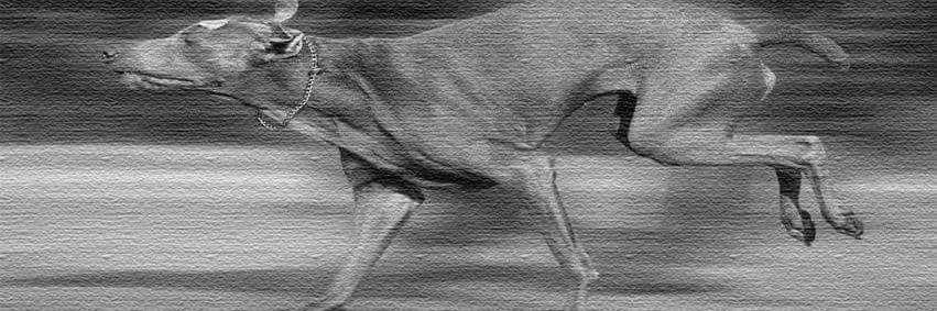 双生人間・シュウG・UPFIELD's banner