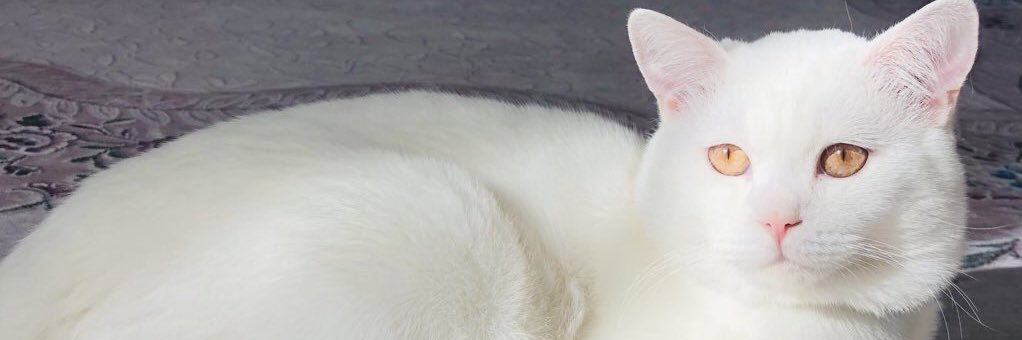 Esra Arslan's banner