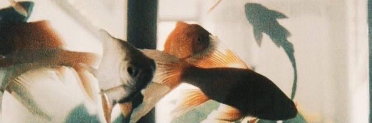 rose 🍂🧡's banner