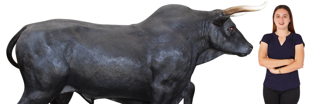 Your Bull's banner
