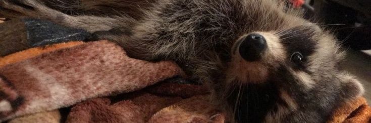 Nicole delgado🦝's banner