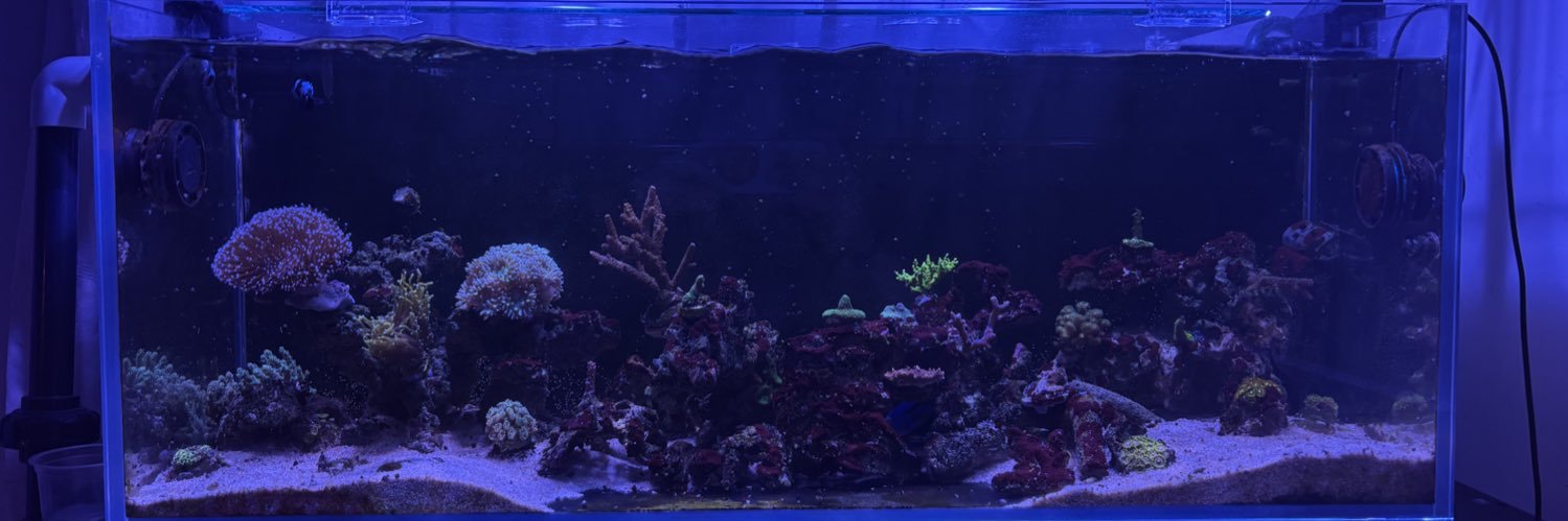 sam 🏳️‍⚧️🐠🪼's banner
