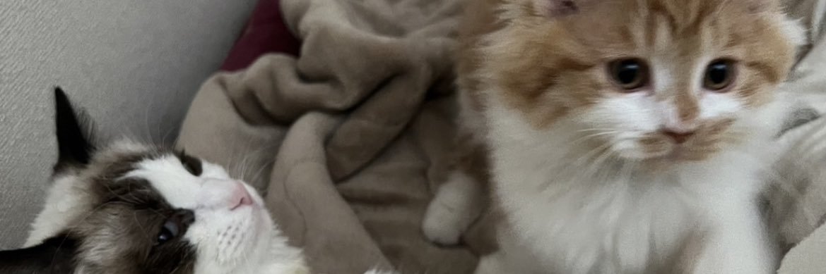 もふもふ's banner