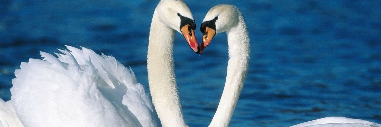🦢Brittany Venti's banner