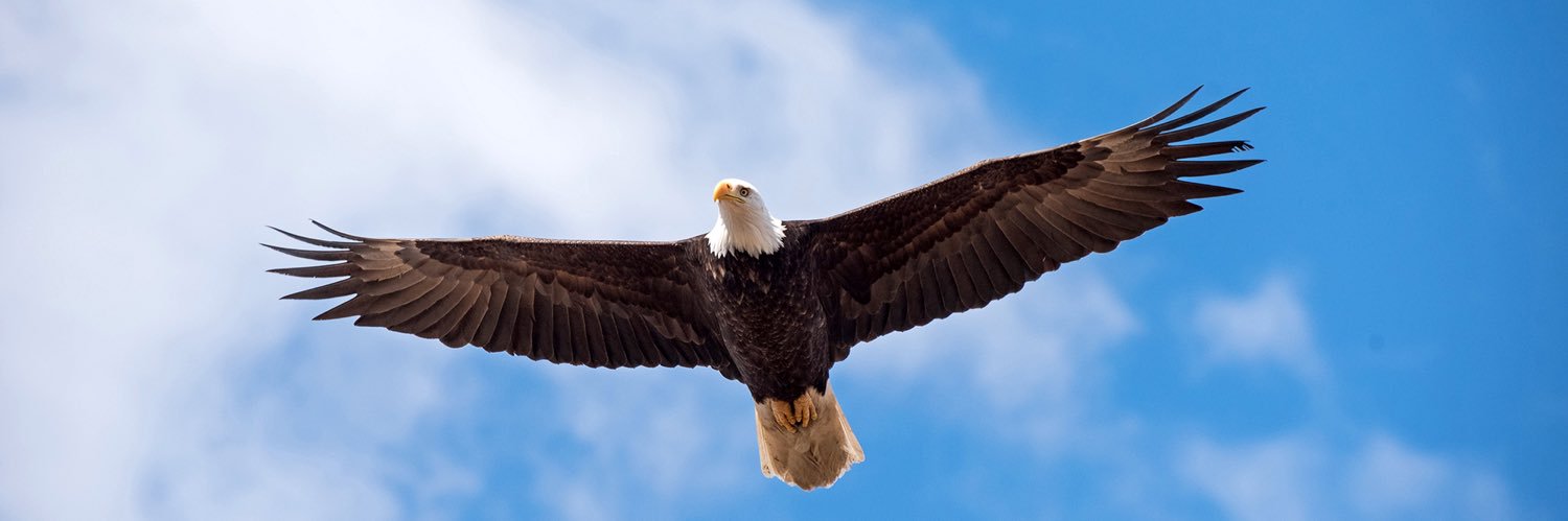 American Guy's banner