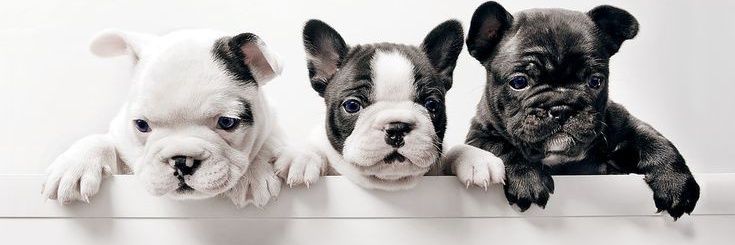 French Bulldog 🐶's banner