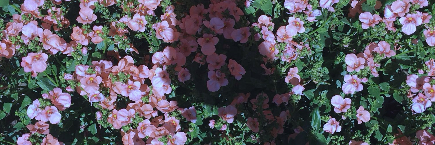 softly lightly's banner