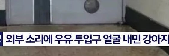 개낳는女子's banner