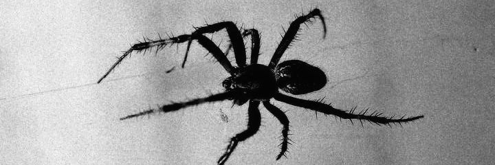 Gavilán 🕷️'s banner