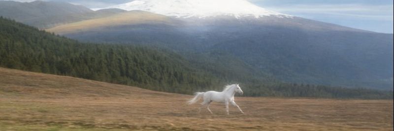 shadowfax's banner