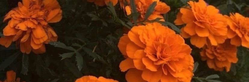 𝒩𝒾𝒸𝑜𝓁𝑒 ✨'s banner