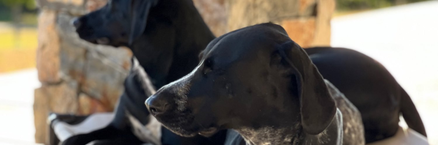 Frodo N Boots's banner