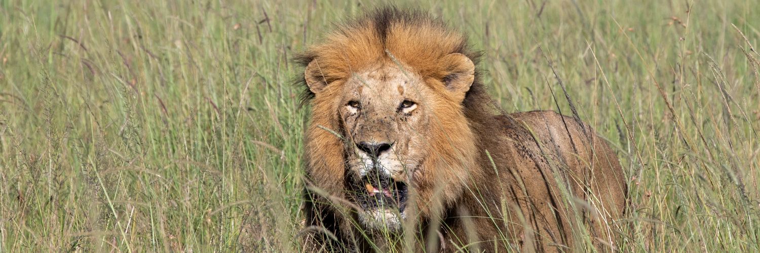 Maasai Mara Cat's Sightings's banner