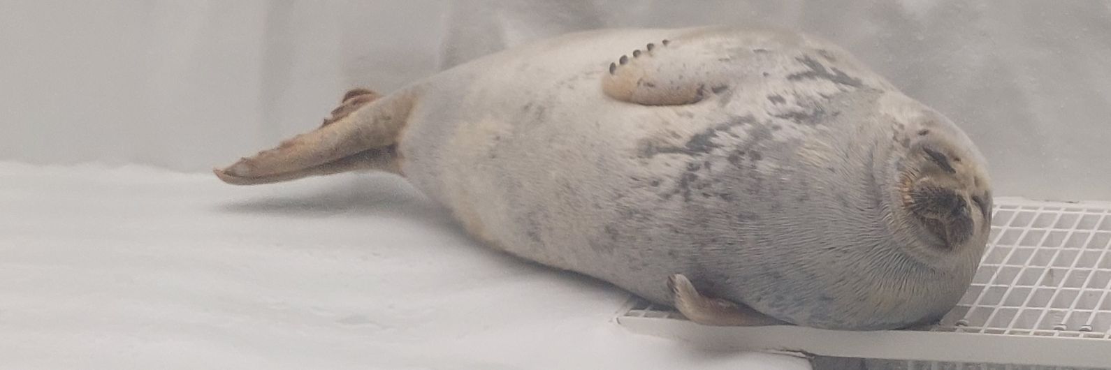 NOELLE 🦭's banner