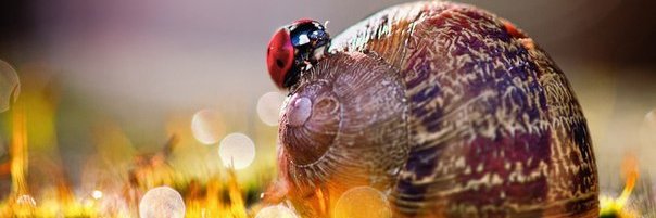 Global photo & videos's banner